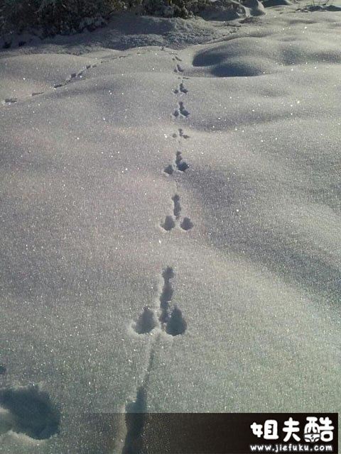 雪地里刚走过一只小兔子。。。。